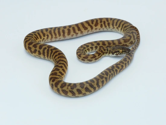 Eastern Stimson's Python (SDM4) by GSL Reptiles