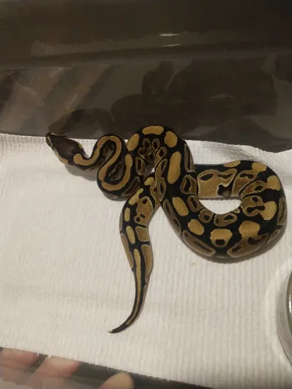 Normal 66% Het Clown Ball Python by Red Rose Pythons LLC
