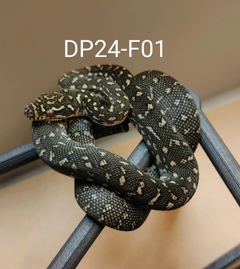 2024 Pure Diamond Female Diamond Carpet Python by GS Reptiles