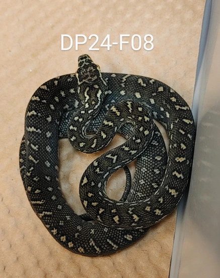 2024 Pure Diamond Female Diamond Carpet Python by GS Reptiles
