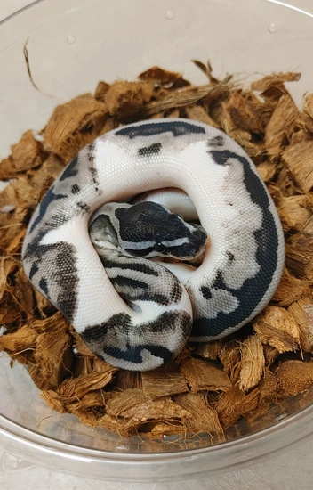 Lightning Pied Female Ball Python by GS Reptiles