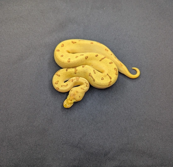 OD Fire Enchi Pin Clown Ball Python by Setto Snake