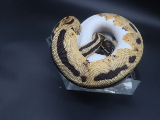 OD YB Odium Pied Ball Python by Ladytis Exotics LLC