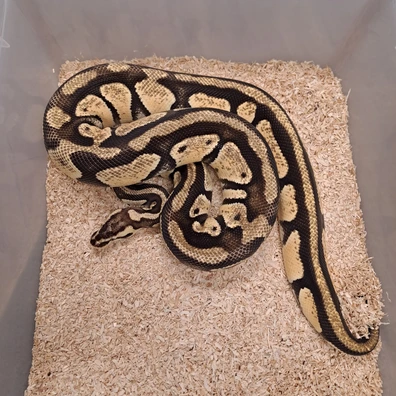 Enchi Pastel Het Clown Het Genetic Stripe Ball Python - female for sale from GB Pythons