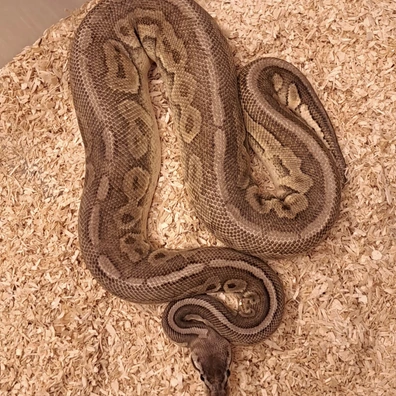 Phantom Cinnamon Pastel Het Clown Het Genetic Stripe Ball Python - male for sale from GB Pythons