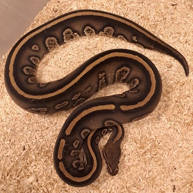 Stranger Het Piebald Het Clown Ball Python - male for sale from GB Pythons