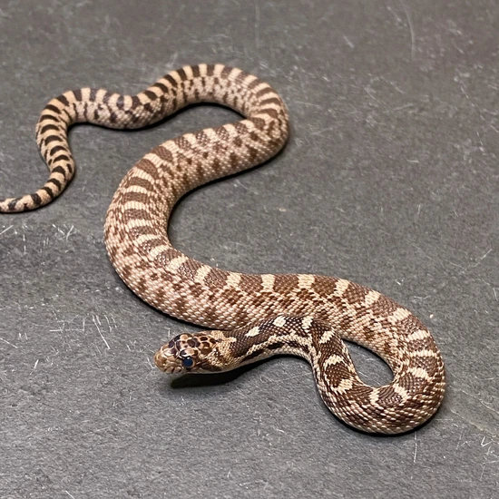 Captive Bred Great Basin Gopher Snake Male 23Cr3M By Great Photo Inspiration