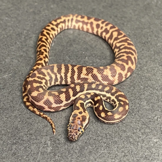 Western (Wheatbelt) Stimson's Python (Female ID: 25EJ1F) by Great Basin ...