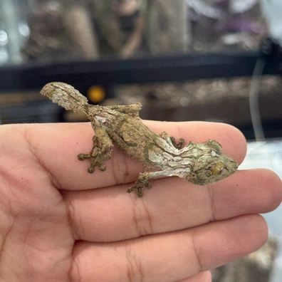 未開封品 OZWRT Agave Leaf Tailed Gecko 17cm 未開封品 OZWRT Agave