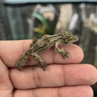 未開封品 OZWRT Agave Leaf Tailed Gecko 17cm 未開封品 OZWRT Agave Leaf Tailed Gecko 17cm 未開封品 OZWRT