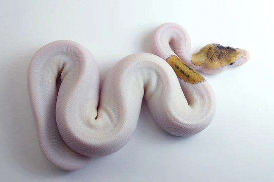 Pinto Ball Python Pinto Pied 66% Het Albino Ball Python by Gecko Babies