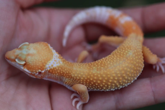 Tremper Sunglow 66% Het Eclipse Leopard Gecko by Noble Family Fauna