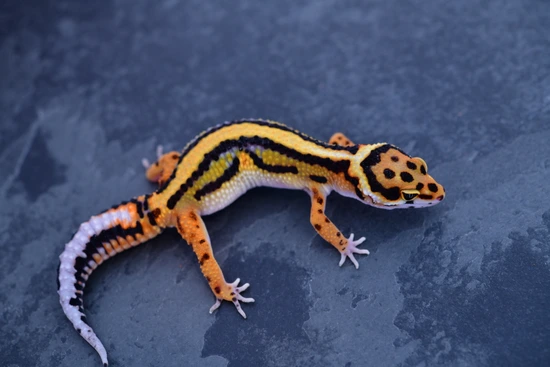 Monarch Project Leopard Gecko by Geckoboa
