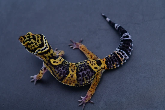 Monarch/Firebold/Black Night Line Melanistic Tangerine Bold Leopard ...