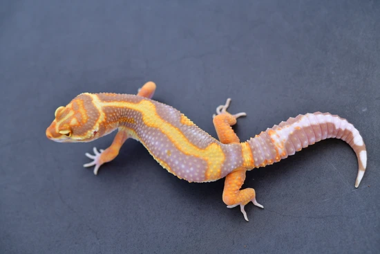 Monarch Line Tangerine Bold Tremper Leopard Gecko by Geckoboa