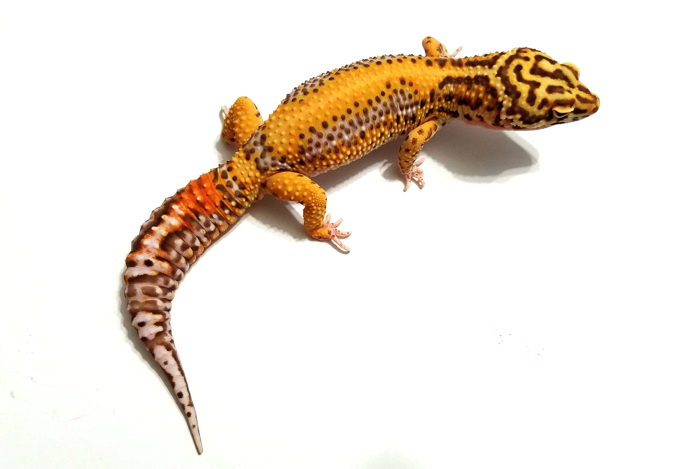 ドイツビゴベロbigobelloきつねフィックス ドイツビゴベロbigobelloきつねフィックス ドイツビゴベロ