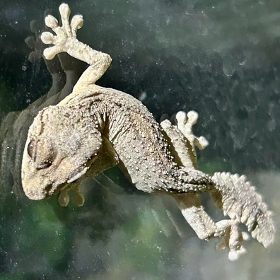 Leaf-Tailed Geckos For Sale - MorphMarket US & Canada