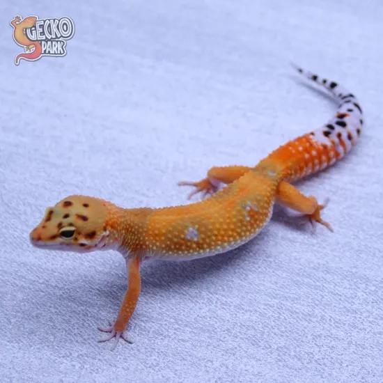 Electric X Copper Blood Het Ta 66% Het Eclipse Leopard Gecko by Gecko Park