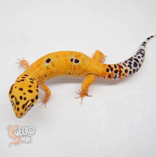 Electric X Copper Blood Het Tremper 66% Het Eclipse Leopard Gecko by ...