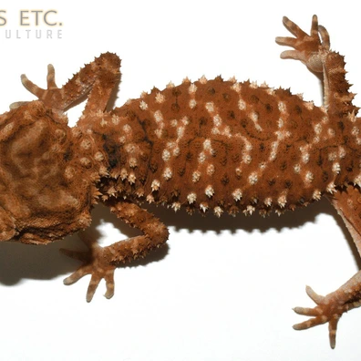 Thick-tailed Gecko, Underwoodisaurus Milii Knob-Tailed
