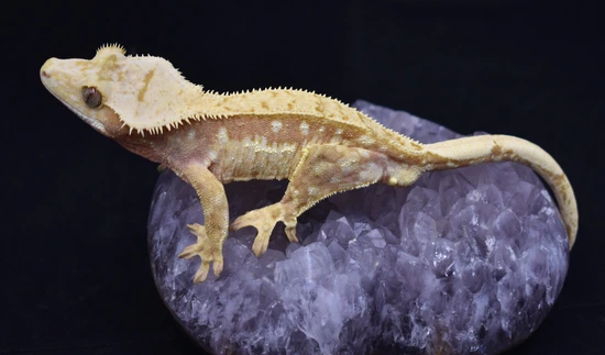 Dragonfruit Daydream 44g Proven Male Crested Gecko By Posey Cresteds