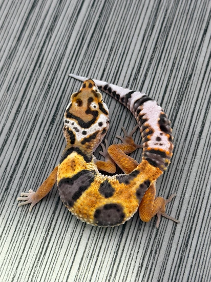 25’ Bengal Cross TSM Leopard Gecko by GeckoWorks
