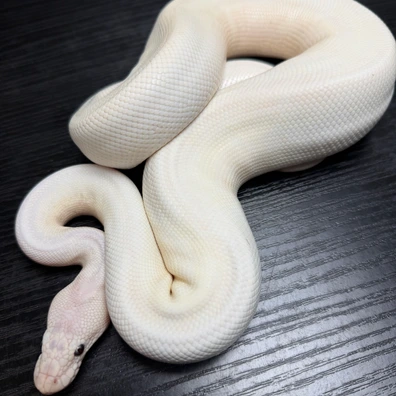Super Bamboo Ball Python - male for sale from Gene Genie reptiles