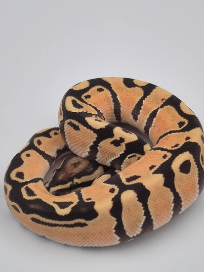 Super Orange Dream Scrambler [ Crazy Patterns] Ball Python by Genetic ...