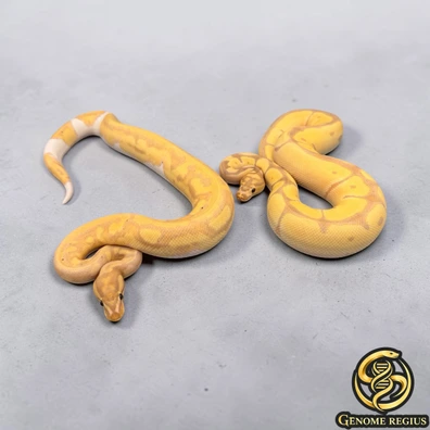 1.1 Couple Projet Clown Piebald Banana OD Ball Python - male for sale from Genome-regius