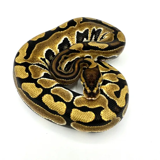 Puzzle Ball Python by Gen Z Reptiles LLC