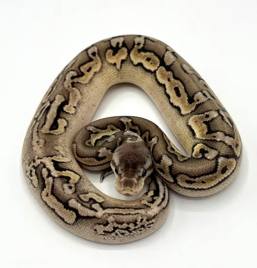 Pewter Puzzle Ball Python by Gen Z Reptiles LLC
