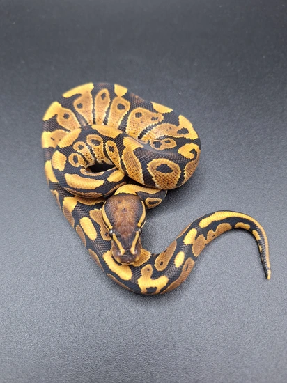 Nr Mandarin Het Desert Ghost Het Hypo Ball Python by Celtic Balls LLC