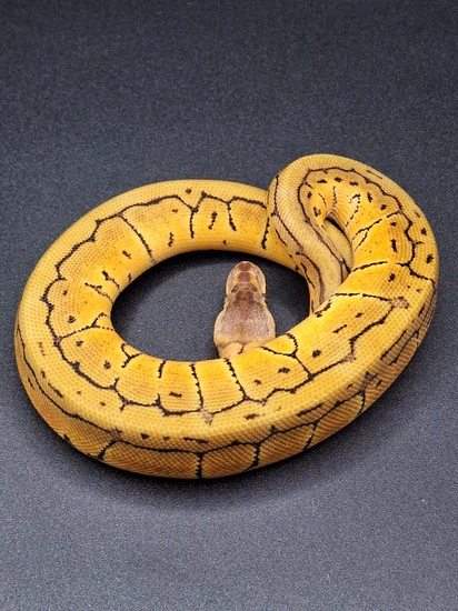 Nr Mandarin Pastel Pinstripe Het Desert Ghost Het Hypo Ball Python by ...