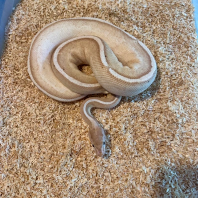 Banana Yellowbelly Genetic Stripe Ball Python - male for sale from Geordie Genes - Morphs and Mutations