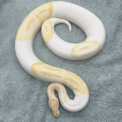 Lavender Snow Pied - 2020g Ball Python - female for sale from Geordie Genes - Morphs and Mutations