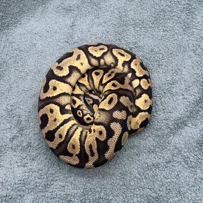 Yellowbelly Pastel 100% Het Clown 1300g Ball Python - female for sale from Geordie Genes - Morphs and Mutations