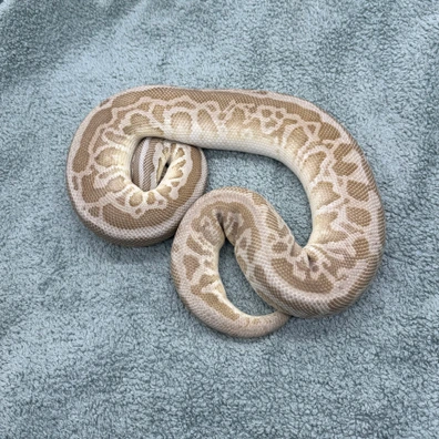 Zorro 100% Het Clown 1510g