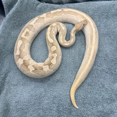 Enchi Lesser Firefly - 1960g