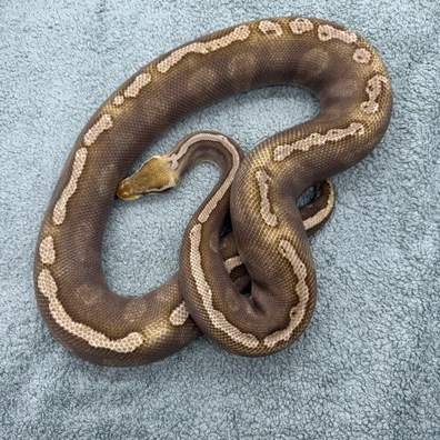 GHI Pastave - 1880g Ball Python - female for sale from Geordie Genes - Morphs and Mutations