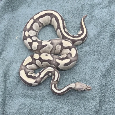 Fire Desert Ghost - 2050g Ball Python - female for sale from Geordie Genes - Morphs and Mutations