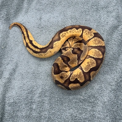 Orange Dream Enchi Yellowbelly - 1700g Ball Python - female for sale from Geordie Genes - Morphs and Mutations