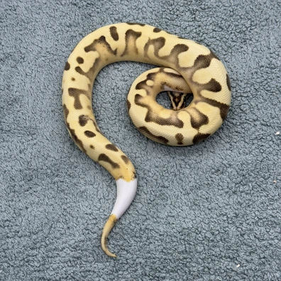 Enchi Pastel Desert Ghost Pied - 460g