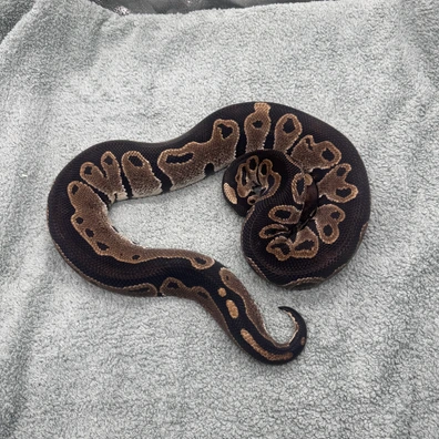 100% Het Tristripe - 1900g