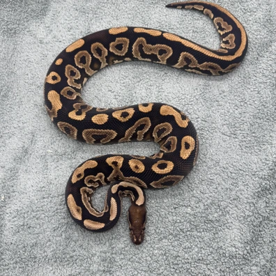 Cypress Black Pastel Yellowbelly Ball Python - male for sale from Geordie Genes - Morphs and Mutations