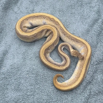 Enchi Lesser Pinstripe - 1670g Ball Python - female for sale from Geordie Genes - Morphs and Mutations