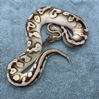 Orange Dream Mojave Pastel Yellowbelly - 1200g Ball Python - male for sale from Geordie Genes - Morphs and Mutations