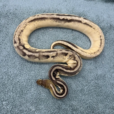 Orange Dream Mojave Pastel Calico Poss Yellowbelly - 900g Ball Python - male for sale from Geordie Genes - Morphs and Mutations