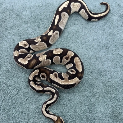 Orange Dream Disco - 1250g Ball Python - male for sale from Geordie Genes - Morphs and Mutations