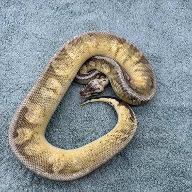 Super Pastel Calico Het Desert Ghost - 500g Ball Python - female for sale from Geordie Genes - Morphs and Mutations