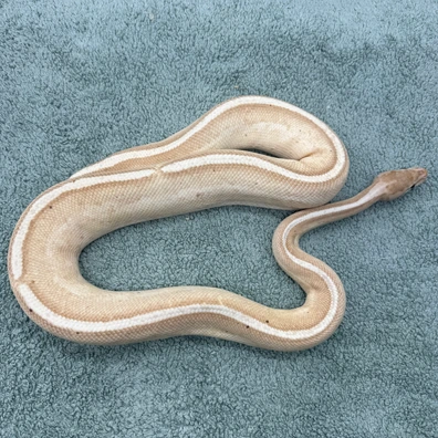 Banana Yellowbelly Genetic Stripe - 1100g Ball Python - male for sale from Geordie Genes - Morphs and Mutations